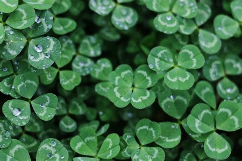 The Magical Connection Between Snow and Four Leafed Clovers